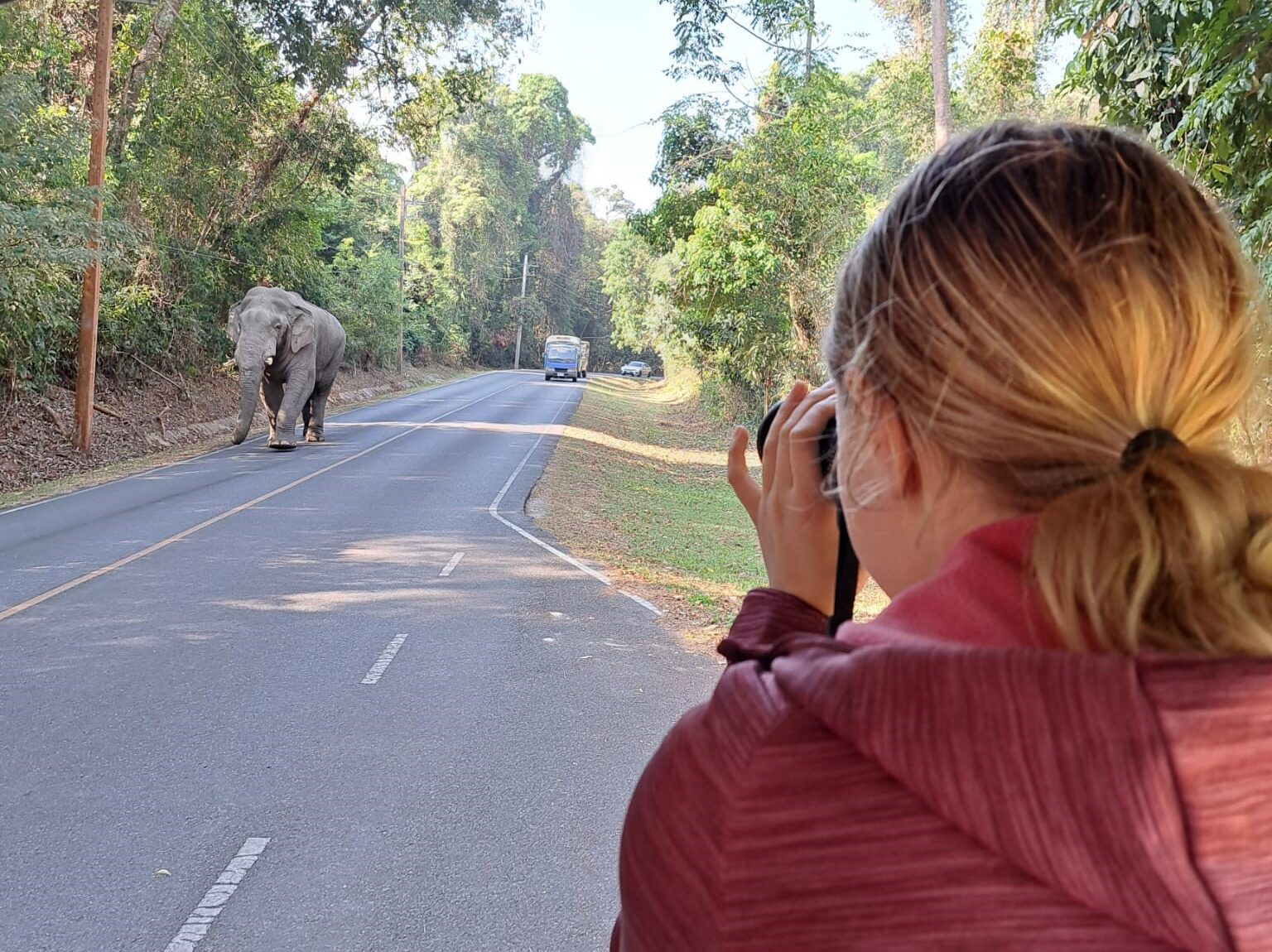 Olifant in Khao Yai National Park